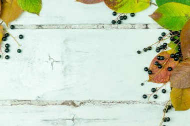 Beyaz ahşap bir arka planda kuş kiraz yaprakları ve meyveler