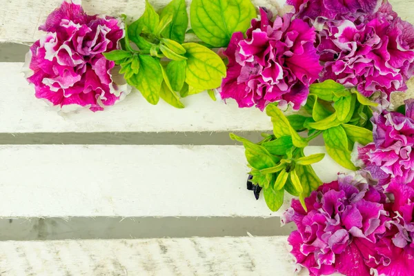 Pembe Terry Petunia çiçekleriyle arka plan