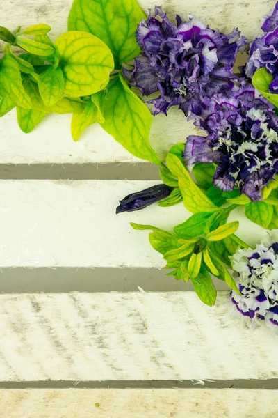 Beyaz leylak, Terry Petunya çiçekleri ile arka plan