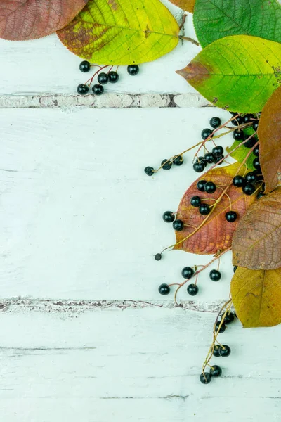 Beyaz ahşap bir arka planda kuş kiraz yaprakları ve meyveler