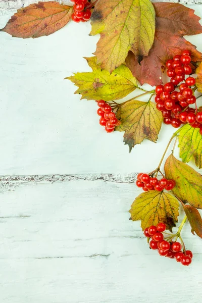 Beyaz ahşap arka planda Viburnum yaprakları ve böğürtlen