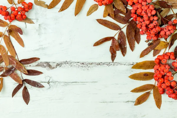 Beyaz ahşap arka planda Rowan yaprakları ve meyveleri