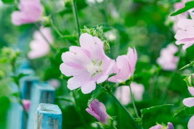 Yaz bahçesinde yaban ördeği