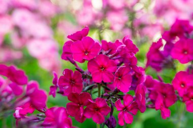 Magenta phlox yaz bahçesinde