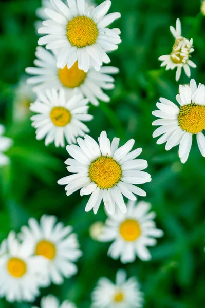 Daisies Summer Garden — Stock Photo, Image