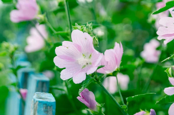 Yaz bahçesinde yaban ördeği