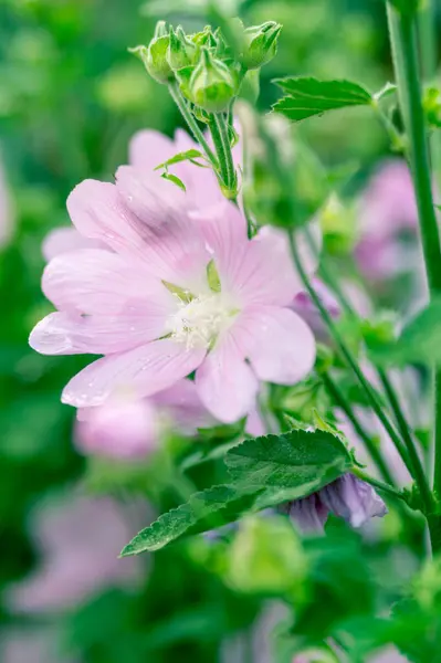 Wild Mallow Summer Garden — Stock Photo, Image