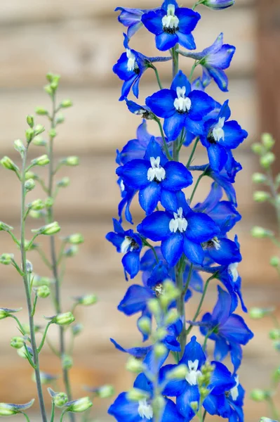 Delphinium Azul Jardín Verano —  Fotos de Stock