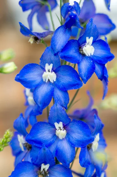 Delphinium Azul Jardín Verano —  Fotos de Stock
