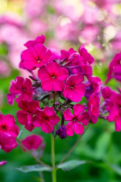 Magenta phlox yaz bahçesinde