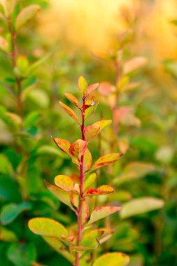 Böğürtlen ağacının sonbahar yaprakları