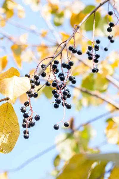 Sonbahar yapraklarıyla dallar ve kiraz kuşları.