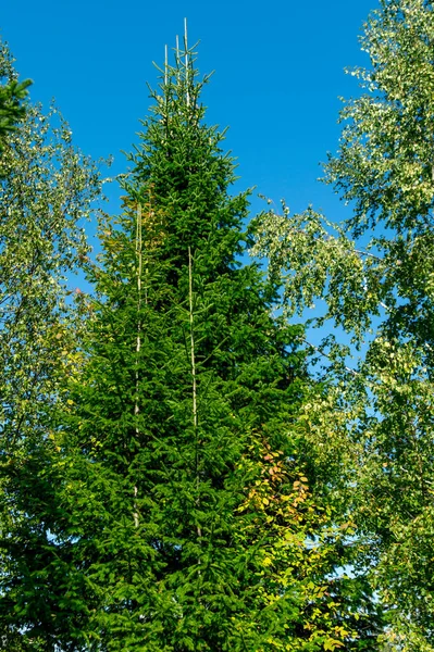 Mavi gökyüzüne karşı yeşil köknar ağaçları