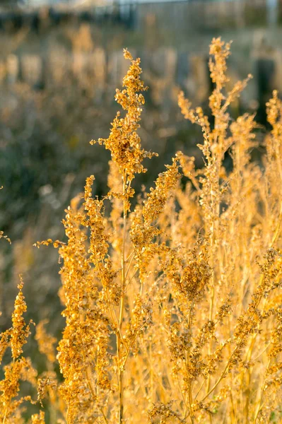 Sonbahar tarlasında pelin otunun altın çalısı