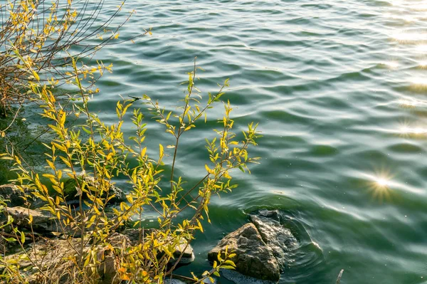 Błękitna Jesień Staw Zarośla Trzciny Wierzby Zdjęcie Stockowe