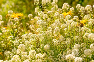 Güneşli bir sonbahar gününde beyaz kokarca çiçekleri
