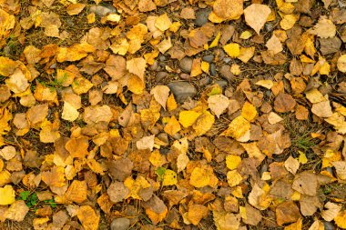 Yaprak dökümü: Altın huş yaprakları