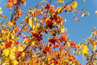Mavi gökyüzüne karşı vahşi bir elma ağacının sonbahar dalları