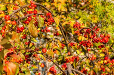 Sonbahar elma yaprakları arasında küçük yaban elmaları