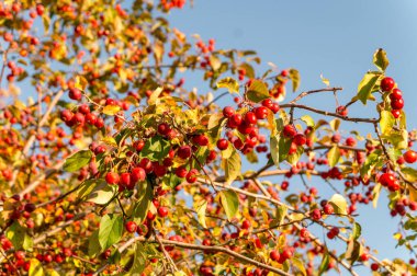 Mavi gökyüzüne karşı vahşi bir elma ağacının sonbahar dalları