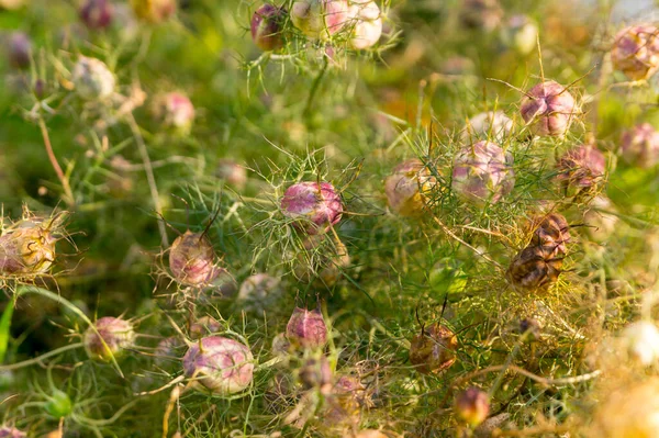 Nigella Florece Día Soleado Otoño — Foto de Stock