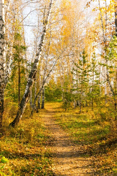 Sonbahar parkında güneşli bir gün