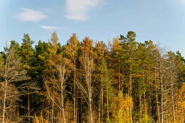 Sonbahar huş ağacı çam ağacı güneşli orman