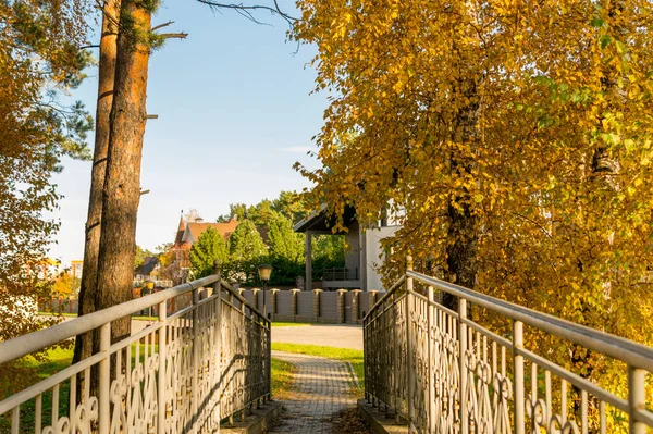 Altın huş ve çam ağaçlarıyla dolu sonbahar sokağı