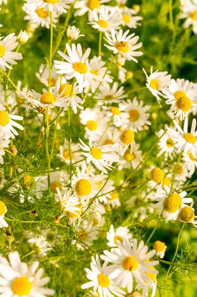 White Daisies Warm Sunlight — Stock Photo, Image