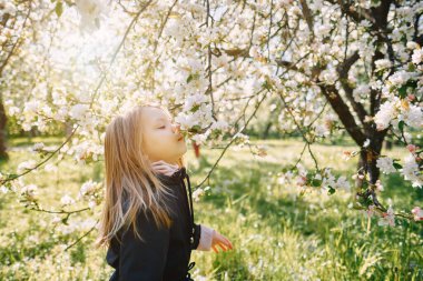 Kız elma bahçesinin çiçeklerini kokluyor. Çiçek açan ağaçları olan bahçe. Mavi ceket. güneşli bir gün
