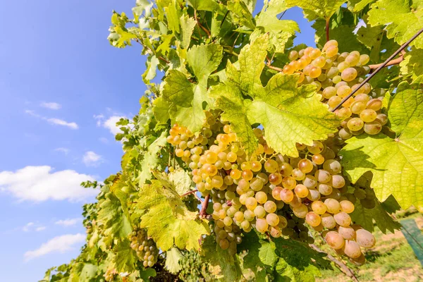 grapes of white wine in a vineyard in lower austria