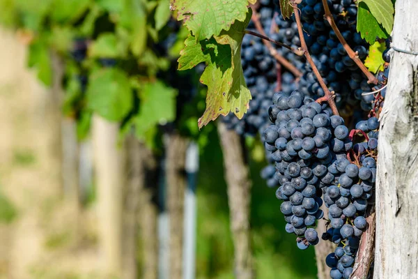 grapes of red wine in a vineyard in lower austria
