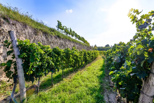 grapes of red wine in a vineyard in lower austria