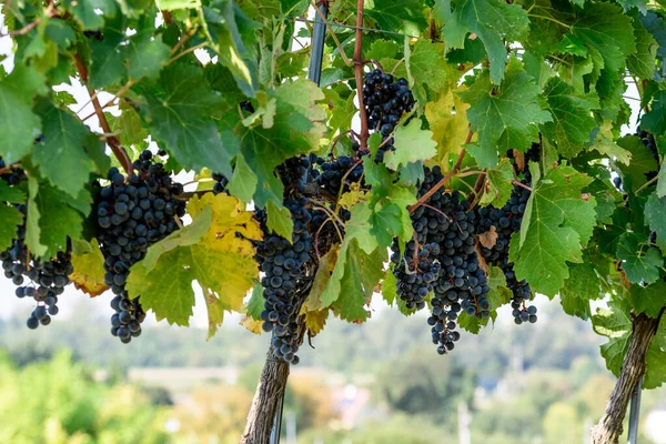 grapes of red wine in a vineyard in lower austria