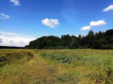 Yol kenarındaki çam ormanı.