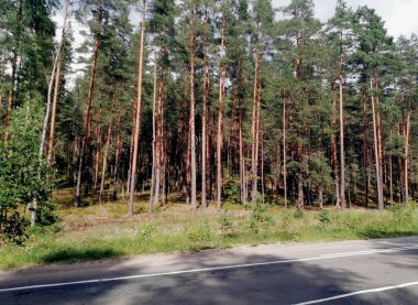 Yol kenarında güneşli çam ormanı