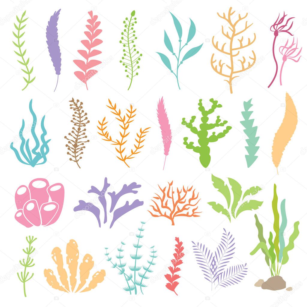 Vector illustration of seaweeds. Sea plants and aquarium seaweed set. Isolated set on white background