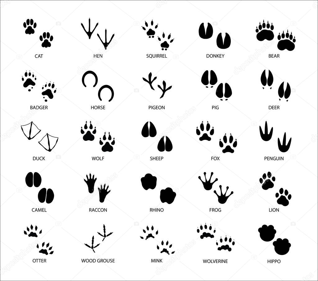 Animals footprints. Animal feet silhouette. Wild animals paw walking track or footprint tracks.