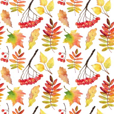 Sonbahar pürüzsüz desen. Suluboya sonbahar yaprakları ve beyaz üzerine rowan demetleri.