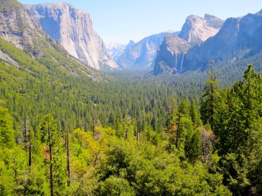 Yosemite Ulusal Parkı 'ndaki orman manzarası