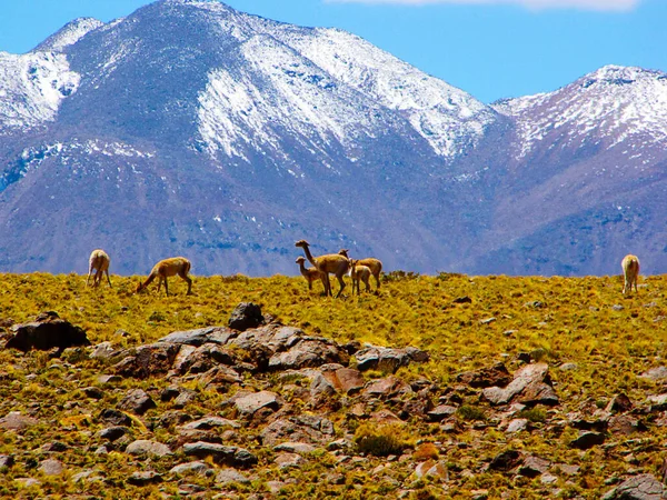 Alpaca Sentito Con Sfondo Montagna — Foto Stock