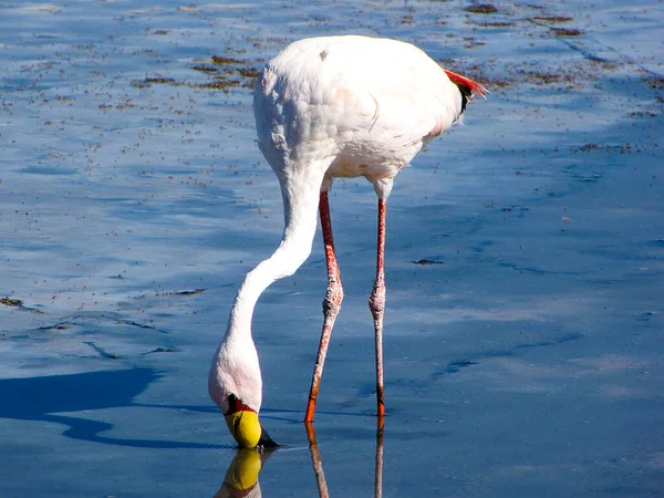 Vue Flamant Rose Sur Plaine Salée Atacama Chili — Photo