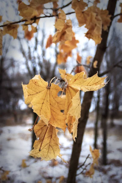 Maple Leaf Januarimorgon Ukraina — Stockfoto
