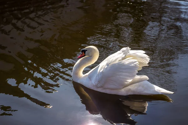 Schwäne Und Gänse Der Natur Frühling März Die Stadt Dnipro — Stockfoto