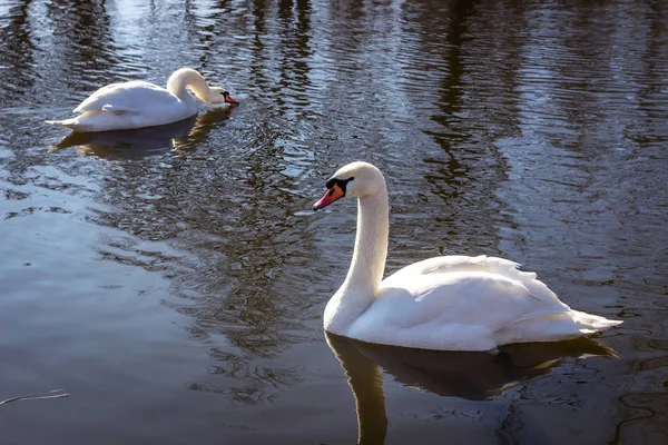 Schwäne Und Gänse Der Natur Frühling März Die Stadt Dnipro — Stockfoto