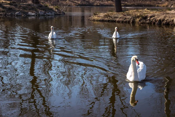 Schwäne Und Gänse Der Natur Frühling März Die Stadt Dnipro — Stockfoto