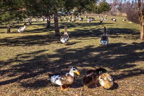 Schwäne Und Gänse Der Natur Frühling März Die Stadt Dnipro — Stockfoto