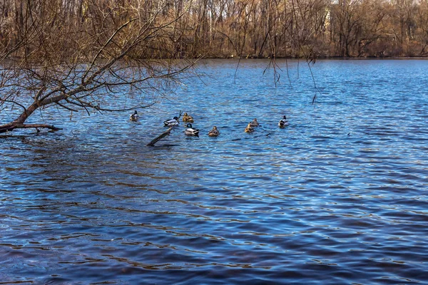 Primavera Llegado Primavera Último Hielo Ciudad Dnipro Ucrania —  Fotos de Stock