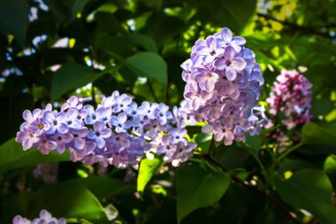 Nisan çiçekler, İlkbahar çiçekli, Dnipro şehri, Ukrayna