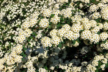 Nisan çiçekler, İlkbahar çiçekli, Dnipro şehri, Ukrayna